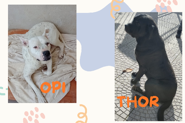 💔 Appello Del Cuore: Opi E Thor Cercano Una Famiglia 💔